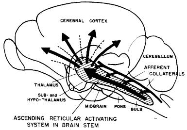 Reticular Activating System And Sleep
